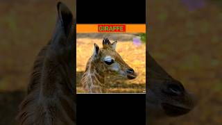 Giraffe | Sound Wild Animals #shorts #wildlife #giraffe