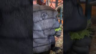 Happy Gorilla Enjoys Fresh Lettuce Snack!