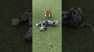 Cute dogs playing at the dog park #shorts #cutedogs