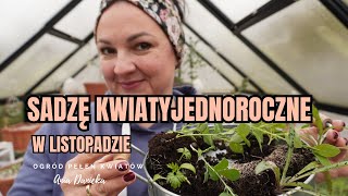 Sadzę kwiaty jednoroczne do ogrodu w listopadzie. Porównujemy rozsady orlaii. Hardy annuals.