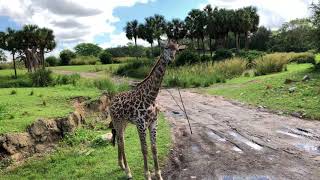 Florida 2017 ep.24 - Kilamanjaro Safari at Animal Kingdom