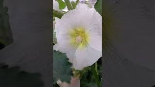 White hollyhocks! flowers Jesus knew.