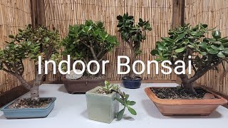 Indoor Bonsai work, Started with 6 ended with 7.