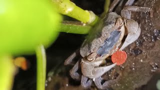 Crab "Geosesarma" quickly eats food on a snag/Краб "Geosesarma" быстро ест корм на коряге