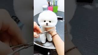 Cute fluffy Pomeranian