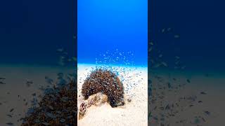 KEADAAN DI DASAR LAUT #shorts #short #subscribe #sea #seaworld #trending #laut #beach #samudra #ikan