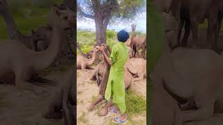 Camel Health #movement #animals #camel #village #nature #adventure #culture #trending #video #fun