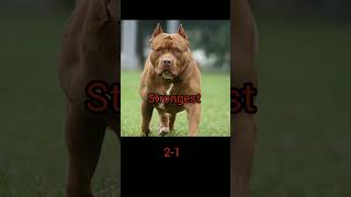 TURKISH KANGAL VS AMERICAN PITBULL #comparison#dogbread#doglover