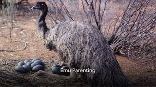 Experience the Unique Gift of Running Emus