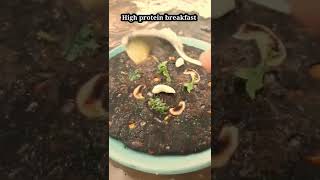 High Protein Breakfast - No Flour No Maida No Sooji #shorts | Weight Loss Recipe |Extremely Healthy