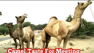 Camel taste for mate||Camel||Camel enjoying||