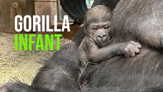 Western Lowland Gorilla Born at the Smithsonian’s National Zoo and Conservation Biology Institute