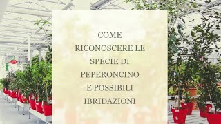 COME RICONOSCERE LE SPECIE DI PEPERONCINO E POSSIBILI IBRIDAZIONI!!!