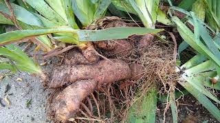 How do Iris rhizomes look like?