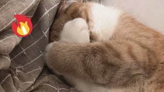 😂 Funniest Cats and Dogs Videos 😺🐶 || 🥰😹 Hilarious Animal Compilation №463