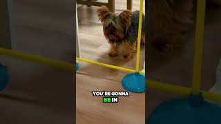 Yorkie Lilly #cesarmillan #yorkie #doggame