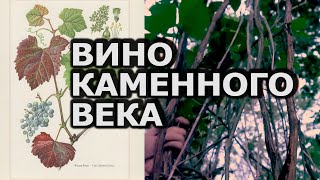 Путь древнего виноделия | Ищем в Молдове лесной виноград