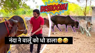 नंदा ने वालूँ को धो👊🏻 डाला🤣🤣#baawalechorevlogs #desicow #baawalechorecows #cowvlog #dailyvlog