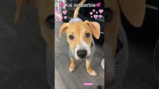 Puppy Kai as a Barbie!👑💖🐶💖👑#shorts#dog#cute#funny#barbie#funnydogs#funnypets#shortvideo#pets