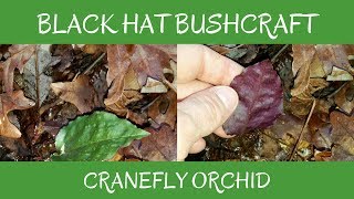 Cranefly Orchid: Wild Edibles