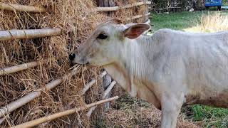 Baby Cow Eating Yummy Straw