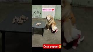 Cute puppy 🥰 mom is mom ❤️