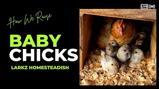 Come Grow with Us:  Live Cam  of How we Raise baby chicks Day 10 Peep Show Brooder