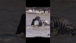 Zebra Bitten by Crocodile Teeth Can't Pull Out #zebra #crocodile #shorts #wildanimals #animals