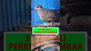 3 Ciri Asli Perkutut Simbar #shorts #perkutut #katuranggan #burungperkutut #perkututsimbar #viral