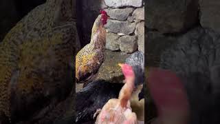 #köy #köyhayatı #köyde #animal #chicken #youtube #youtubeshorts