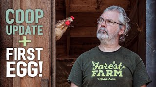 Chicken Coop Update + Tasting My First Egg! 🐓 🥚