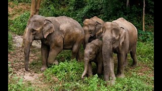 l’éléphant de Sumatra, vestige de la forêt indonésienne