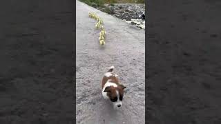 Puppy Dog Friends with Ducks @lovely_animals1990