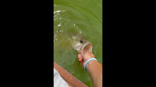 I catch a bass in green water, you won't believe what color his mouth is!