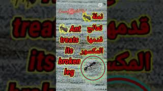 بنفسها تعالج نفسها  نملهAnt treats itself 🐜 2mm real ant size حجم النملة فعلى ٢ مم