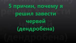 5 причин, почему я  решил завести  червей (дендробена)