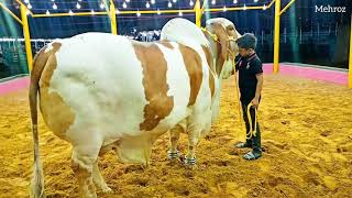 MASHAALLAH ABLAK BULL || AFRIDI CATTLE FARM