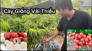 Giống Vải Thiều Hạt Lép, Vải Không Hạt Giống Cây Ghép, Giao Hàng Toàn Quốc