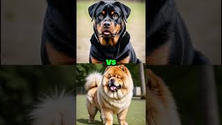 Rottweiler Vs ( Wolf 🐺,kangal, wild boar 🐗, Hyenas,chow chow 🐶..