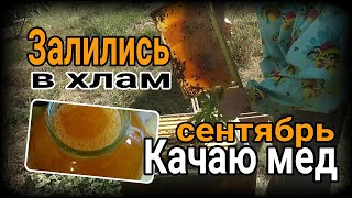 Качаю мёд в сентябре - семьи залились в хлам. Вторая жизнь вощины