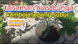 review bunga kamboja jepang