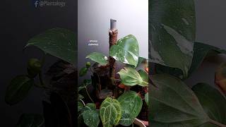 Repotting Monstera Deliciosa (Thai Constellation) - Monstera Deliciosa Plant Care Indoors