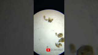 #animal #parasite #biology #microscopic #trending #science #tjbiologist #4kstatus #tamil #song#music