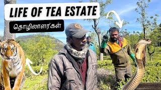 ஊட்டி வாழ்க்கை | Life of OOTY Tea Plantation & Factory Workers in Tamil