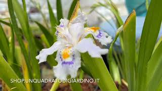 Iris japonica