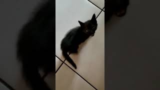 the black panther kitten meows!!!!