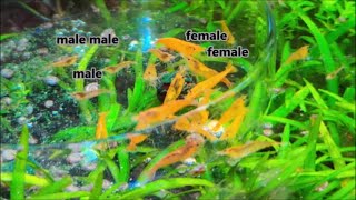 How to tell neocaridina shrimp gender. How to tell if cherry shrimp is a male or female?