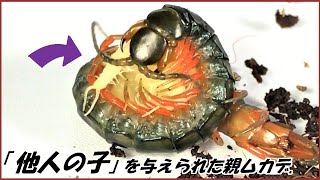 蟻戦争Ⅲ＃200 「卵」を奪われた親ムカデに「他人の子ムカデ」を与えたら・・・・！  編～Centipede larvae and other centipedes～