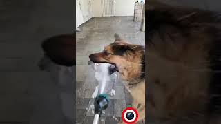 Dogs Loving It! - Funny Pets #shorts