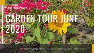 GARDEN TOUR JUNI 2020 | Apa yang Baru di Kebun Kecilku? |Mint, Sunflowers, Seledri & Sayuran lainnya